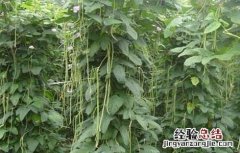 露地豇豆田间管理 露地豇豆田间管理方法