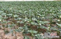 秋葵苗期管理方法 秋葵苗期管理方法图片