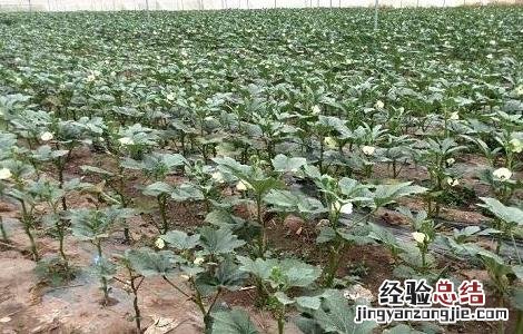 秋葵苗期管理方法 秋葵苗期管理方法图片