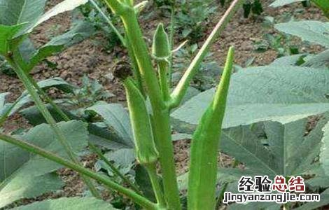 秋葵苗期管理方法 秋葵苗期管理方法图片