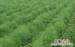 龙须菜的田间管理技术与管理 龙须菜的田间管理技术