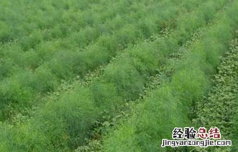 龙须菜的田间管理技术与管理 龙须菜的田间管理技术