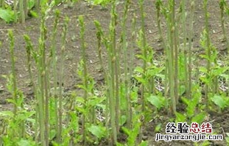 龙须菜的田间管理技术与管理 龙须菜的田间管理技术