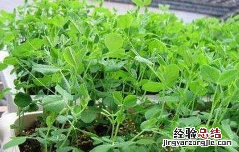 龙须菜的田间管理技术与管理 龙须菜的田间管理技术