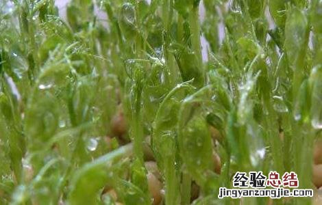龙须菜的田间管理技术与管理 龙须菜的田间管理技术