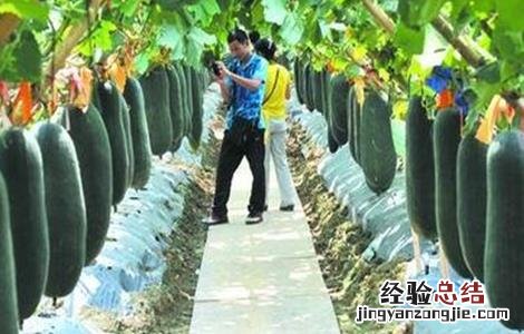 黑皮冬瓜的种植技术和管理 黑皮冬瓜的种植技术