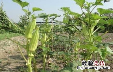 秋葵怎么高产种植 秋葵高产种植技术