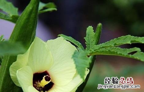 秋葵怎么高产种植 秋葵高产种植技术