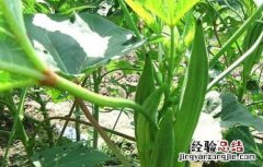 秋葵怎么高产种植 秋葵高产种植技术