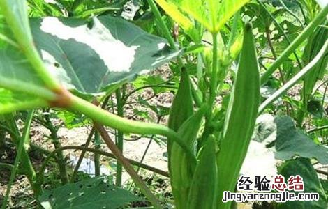 秋葵怎么高产种植 秋葵高产种植技术