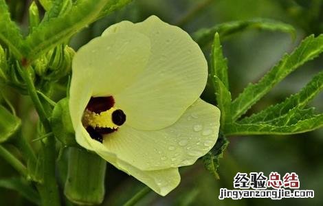 秋葵怎么高产种植 秋葵高产种植技术
