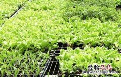 苦菊苗图片 苦菊育苗技术