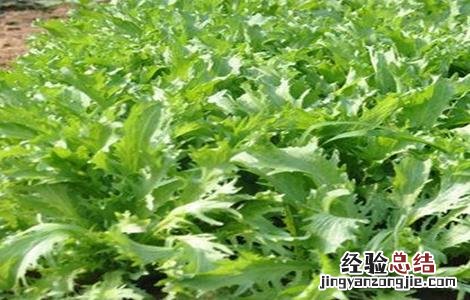 苦菊苗图片 苦菊育苗技术