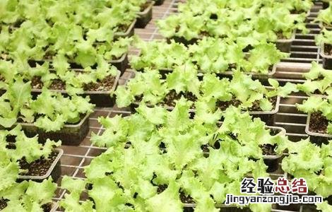 苦菊苗图片 苦菊育苗技术