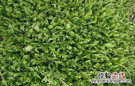 苦菊苗图片 苦菊育苗技术