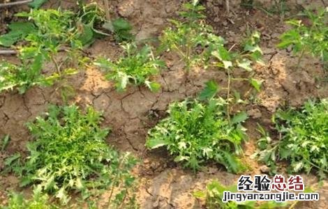 苦菊苗图片 苦菊育苗技术