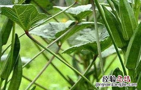 秋葵如何修枝 秋葵如何剪枝