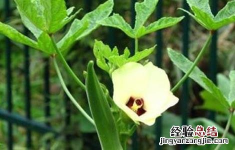 秋葵如何修枝 秋葵如何剪枝