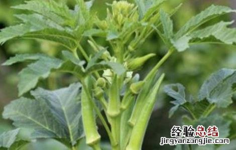 秋葵如何修枝 秋葵如何剪枝