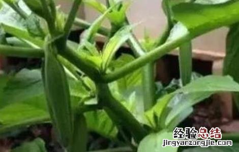 秋葵如何修枝 秋葵如何剪枝