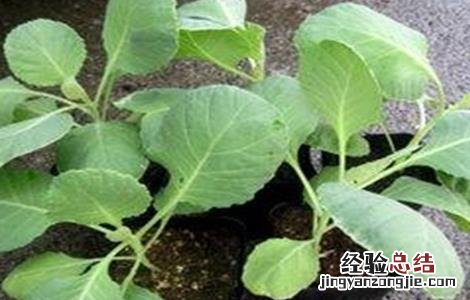 卷心菜苗期的管理 卷心菜田间管理技术