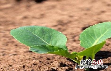 卷心菜苗期的管理 卷心菜田间管理技术
