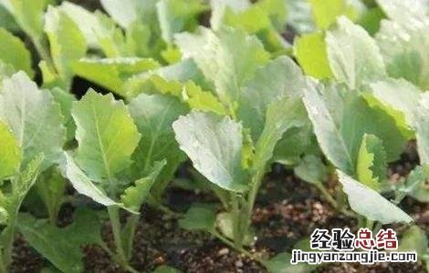 卷心菜苗期的管理 卷心菜田间管理技术