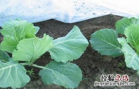 卷心菜苗期的管理 卷心菜田间管理技术