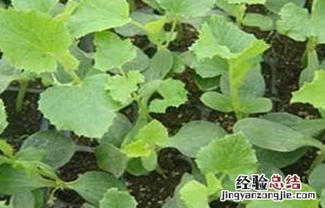 卷心菜苗期的管理 卷心菜田间管理技术