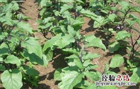 茄子灌溉技术要点 茄子灌溉技术