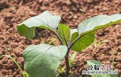 茄子灌溉技术要点 茄子灌溉技术