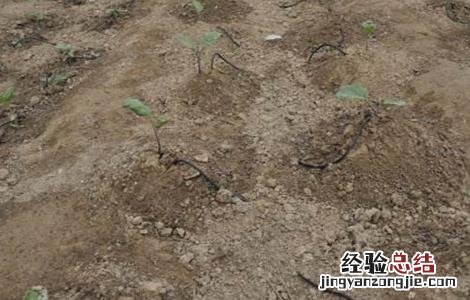 茄子灌溉技术要点 茄子灌溉技术