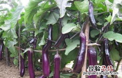 茄子灌溉技术要点 茄子灌溉技术