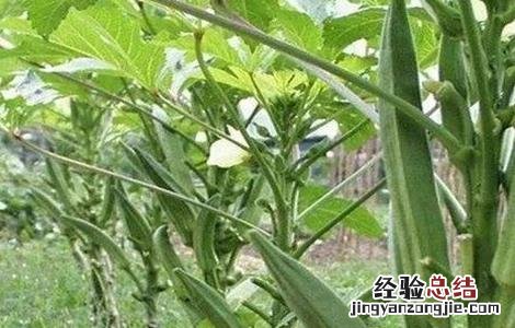 秋葵的田间管理方法 秋葵的田间管理方法图片