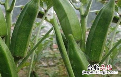 秋葵的田间管理方法 秋葵的田间管理方法图片