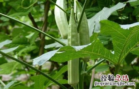 秋葵的田间管理方法 秋葵的田间管理方法图片