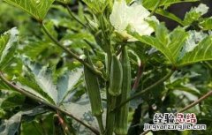 秋葵的田间管理方法 秋葵的田间管理方法图片