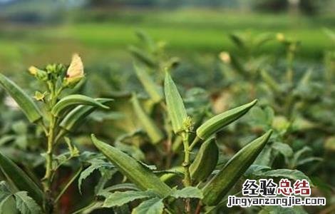 秋葵的田间管理方法 秋葵的田间管理方法图片