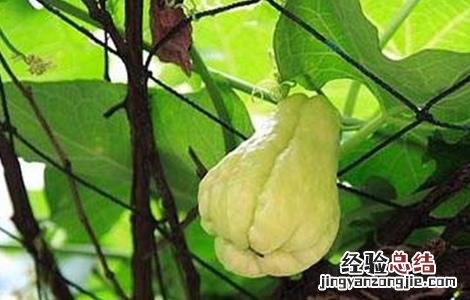佛手瓜的田间管理 佛手瓜种植技术与管理法