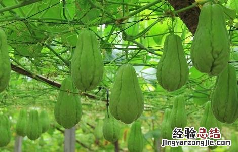 佛手瓜的田间管理 佛手瓜种植技术与管理法