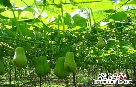 佛手瓜的田间管理 佛手瓜种植技术与管理法