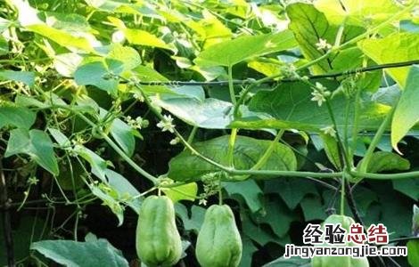 佛手瓜的田间管理 佛手瓜种植技术与管理法