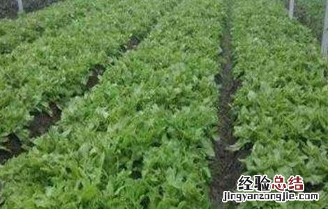 冰草种植技术视频 冰草种植技术