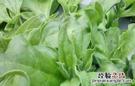 冰草种植技术视频 冰草种植技术