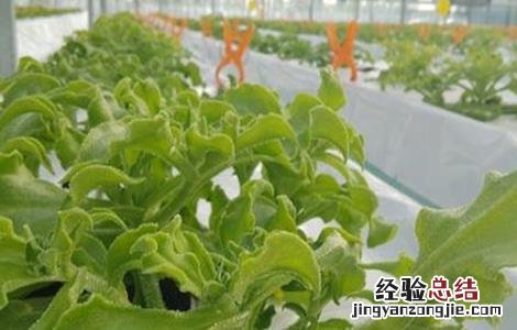冰草种植技术视频 冰草种植技术