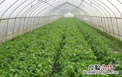 冰草种植技术视频 冰草种植技术