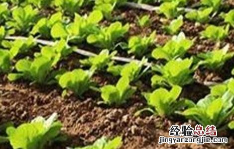 冰草种植技术视频 冰草种植技术