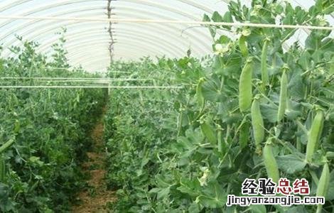 荷兰豆的种植方法以及注意事项 荷兰豆的栽培时间与方法