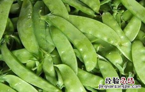 荷兰豆的种植方法以及注意事项 荷兰豆的栽培时间与方法