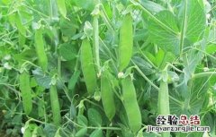 荷兰豆的种植方法以及注意事项 荷兰豆的栽培时间与方法
